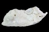 Agatized Fossil Coral Geode - Florida #97919-2